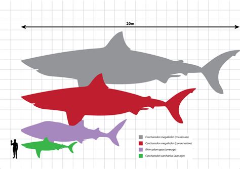 Megalodon Size: Megalodon Shark Facts, Fossil, Size Comparison.